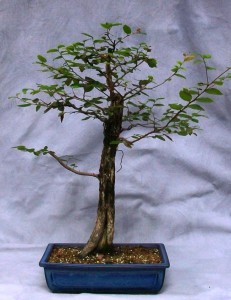 Best Bonsai Trees for Beginners – Cedar Elm | Bonsai South