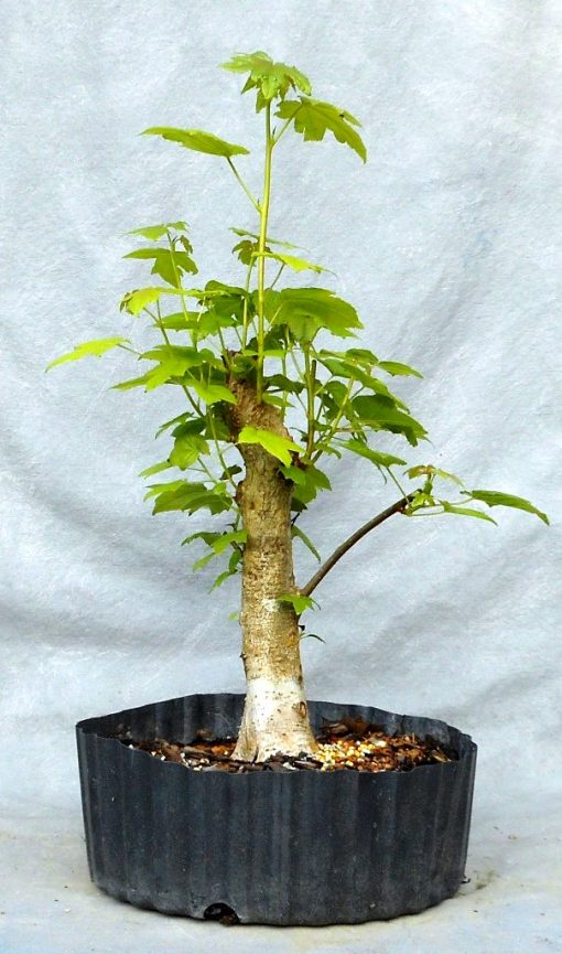 Sweetgum Gallery | Bonsai South