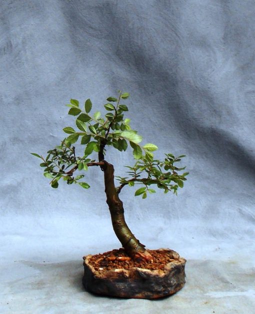 For The New Bonsai Enthusiast Bonsai South