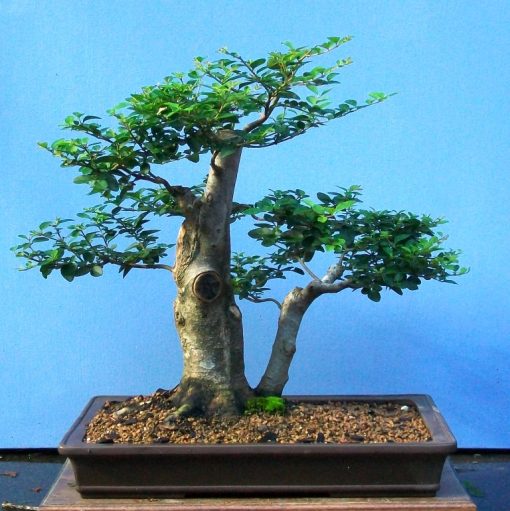 Bonsai for Sale Bonsai South