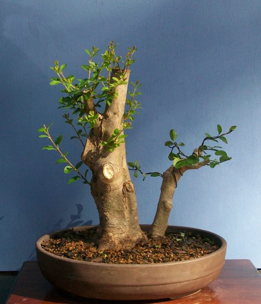 Return of the Chinese privet Bonsai South