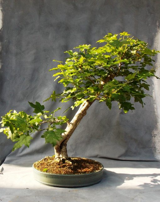 Sweetgum Progression – End Of Year Four | Bonsai South