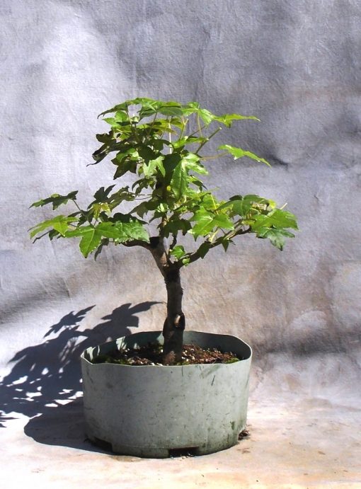 Developing A Sweetgum Bonsai - Bonsai South