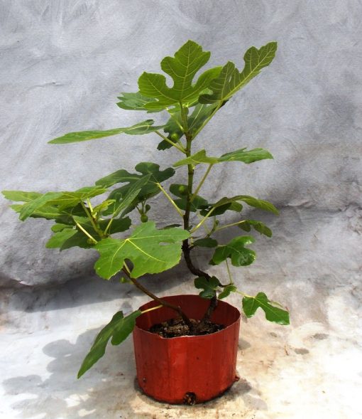 Edible Fig As Bonsai Bonsai South