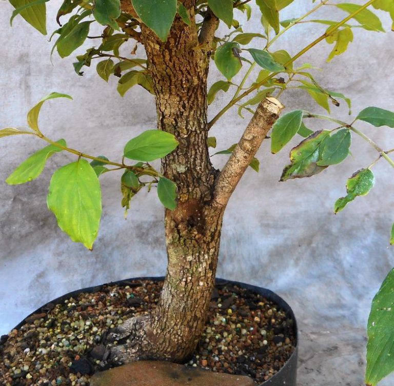 Creating A Dogwood Bonsai Bonsai South