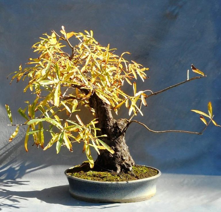 Willow Oak Progression Bonsai South
