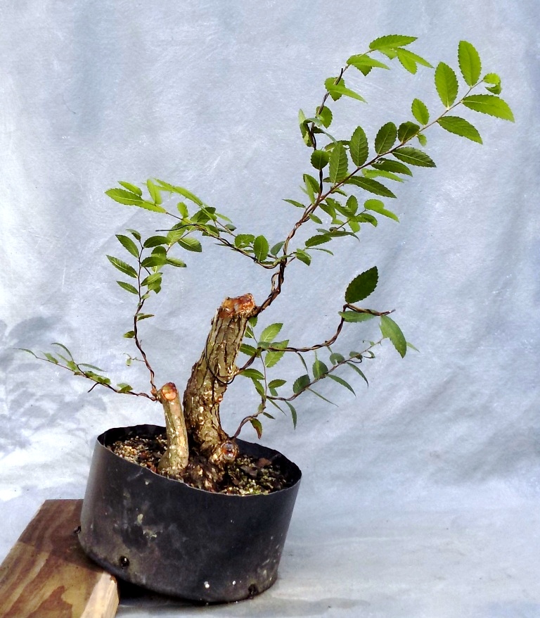 Cedar Elm Bonsai for Sale Bonsai South