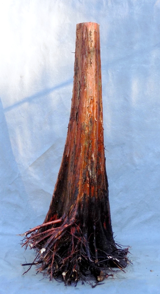 The 2018 Bald Cypress Harvest, Part 1