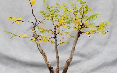 Fall Color And Reflection