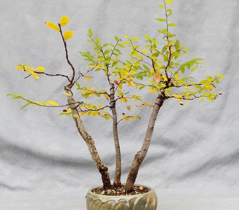 Fall Color And Reflection