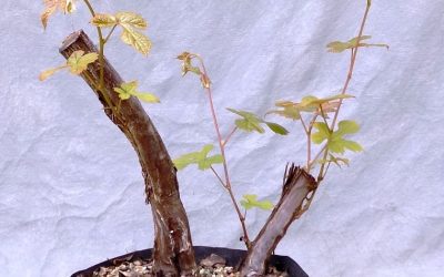 Bonsai Odds & Ends – Tulip Poplar, Hackberry, And Is This A Catbird Grape?