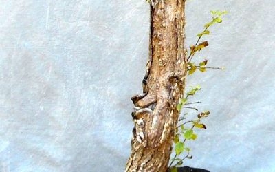 The Initial Styling Of A Very Cool Cedar Elm