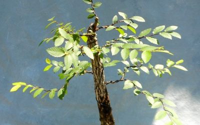 Let’s See If I Can Add Video To My Blogs