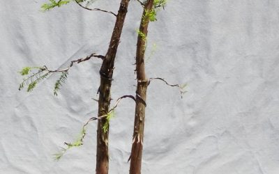 Designing A Bald Cypress Pairing – Next Step