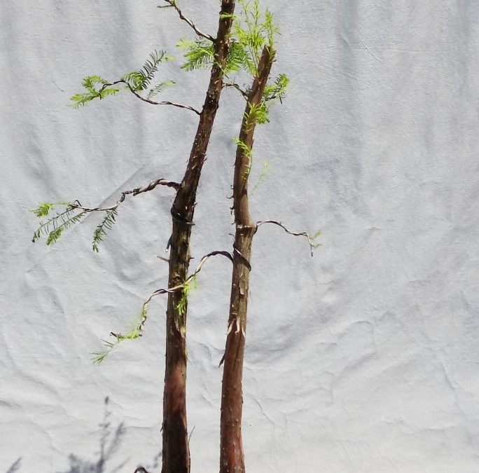 Designing A Bald Cypress Pairing – Next Step