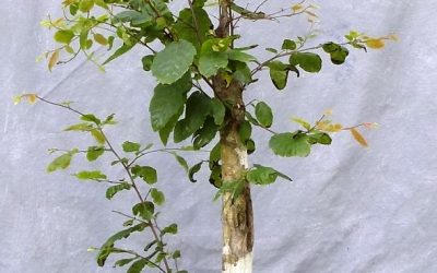 Do You Know The Best Thing About American Hornbeam For Bonsai?