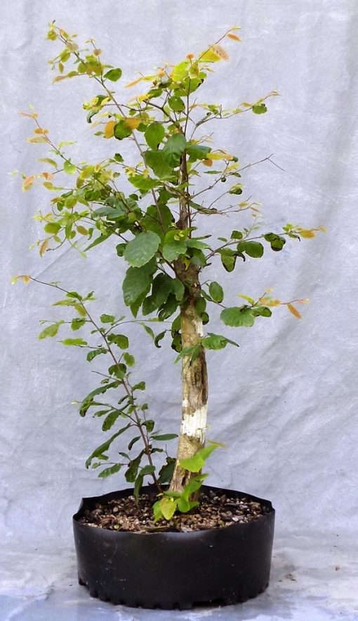 Do You Know The Best Thing About American Hornbeam For Bonsai? | Bonsai