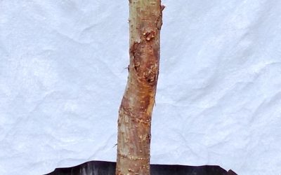 A Terrific American Elm Bonsai-To-Be