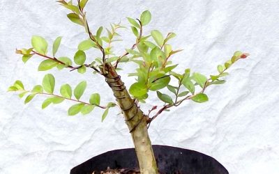 A Couple Of Quick Progressions I Like