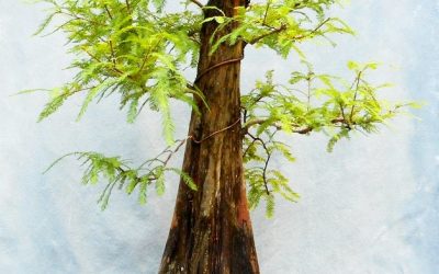 Have You Ever Defoliated A BC? Here’s How To Do It