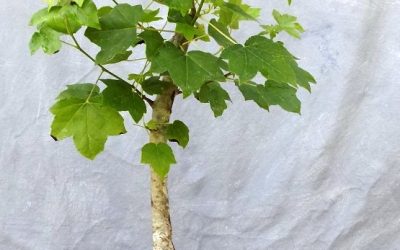 How About This Great Progress With A Sweetgum