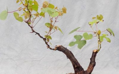 It’s Time To Make Some More Bonsai