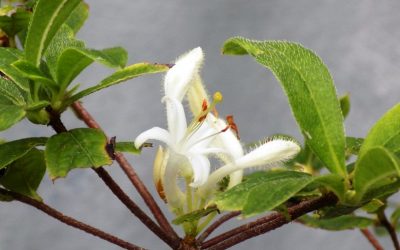 The Mystery Is Solved: It’s A Swamp Azalea