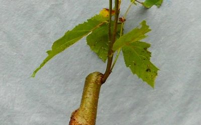 This Is Either Going To Be Great Or Awful