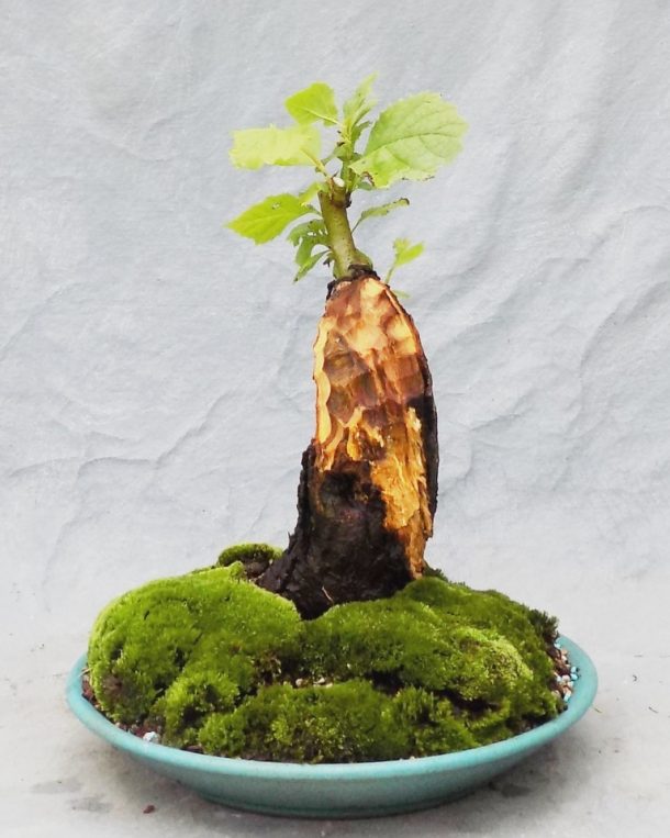 Remember This Sycamore? | Bonsai South
