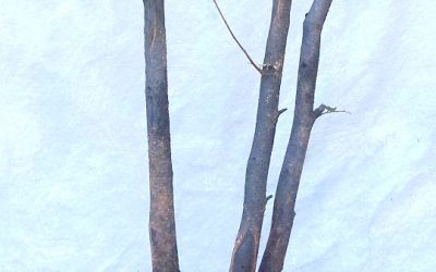 The Heat Was Miserable; The Water-Elms Were Great