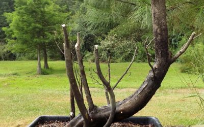Big Bonsai Are Impressive – Check Out These Water-Elms