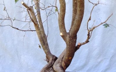 Water-Elm Collecting Trip 5