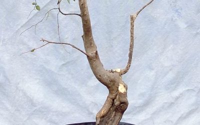 Water-Elm Collecting Trip 6 – Show And Tell