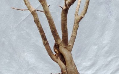 Water-Elm Collecting Trip 3