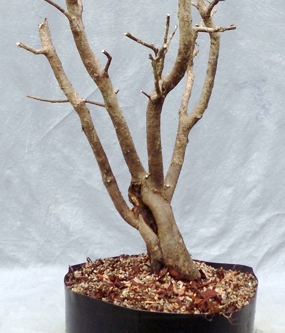 Water-Elm Collecting Trip 3