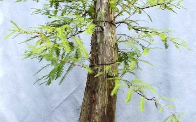 Bald Cypress #68