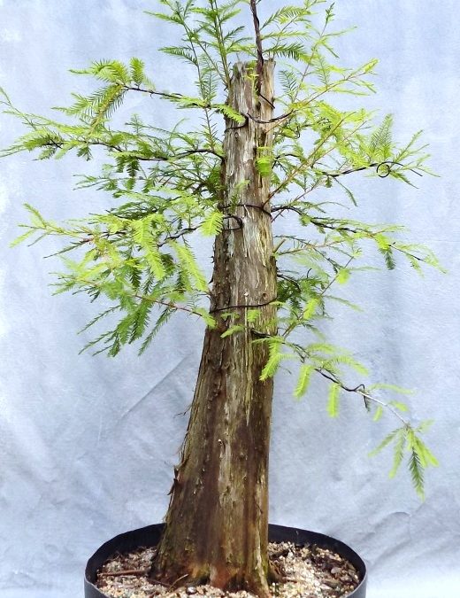 Bald Cypress #68