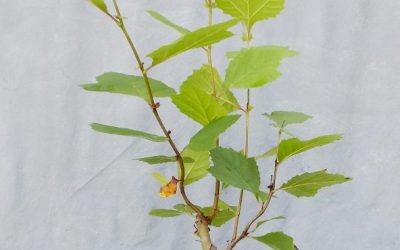 Remember This Sycamore?