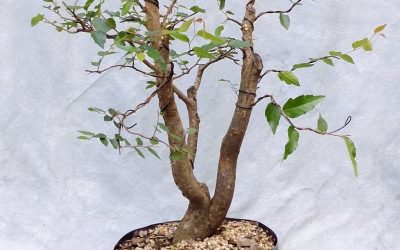 Water-Elm #39 Video #2