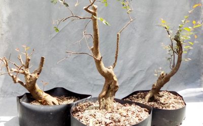 Water-Elm #53 Video #2