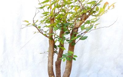 What I Do When They Grow Really Fast