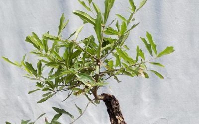 Water Oak #8