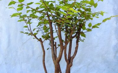 Water-Elm #35 Initial Styling