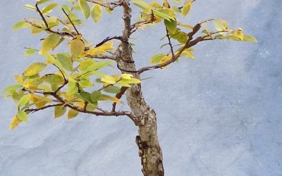 A Year In The Making – Cedar Elm Bonsai