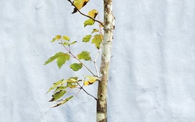 Swamp Maple Update – Is The End Near?
