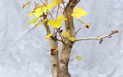 A Twin-Trunk Sweetgum Gets Styled