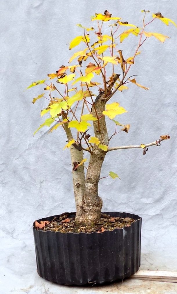 Sweetgum Progression Bonsai South