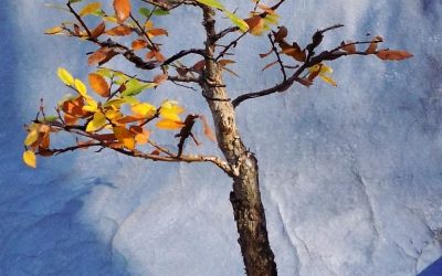 Making A Better Composition – Cedar Elm