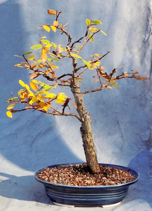 Elm Bonsai for Sale Bonsai South