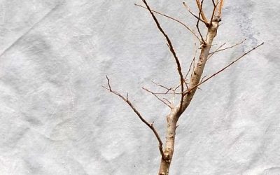 A Quick Cedar Elm Styling